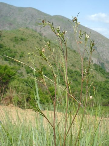 Brachystelma franksiae subsp. franksiae